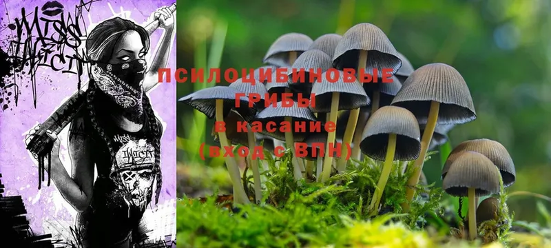 Псилоцибиновые грибы Psilocybe  где купить наркоту  Кириши 